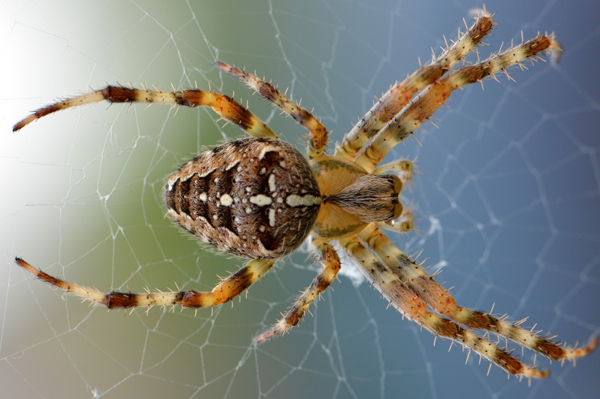 Tips to remove Spider Web: साफ-सुथरे घरों में दीवारों और छतों पर लटके मकड़ी के जाले पूरी शोभा बिगाड़ देते हैं. अगर आपके घर में भी मकड़ी के जाले हैं, तो आप कुछ टिप्स की मदद से इन्हें हटा सकते हैं.